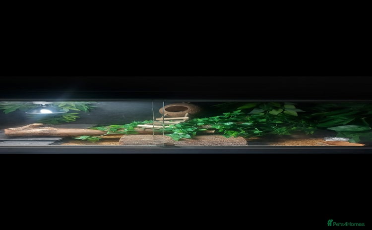 Gecko reptiles - Advert 9