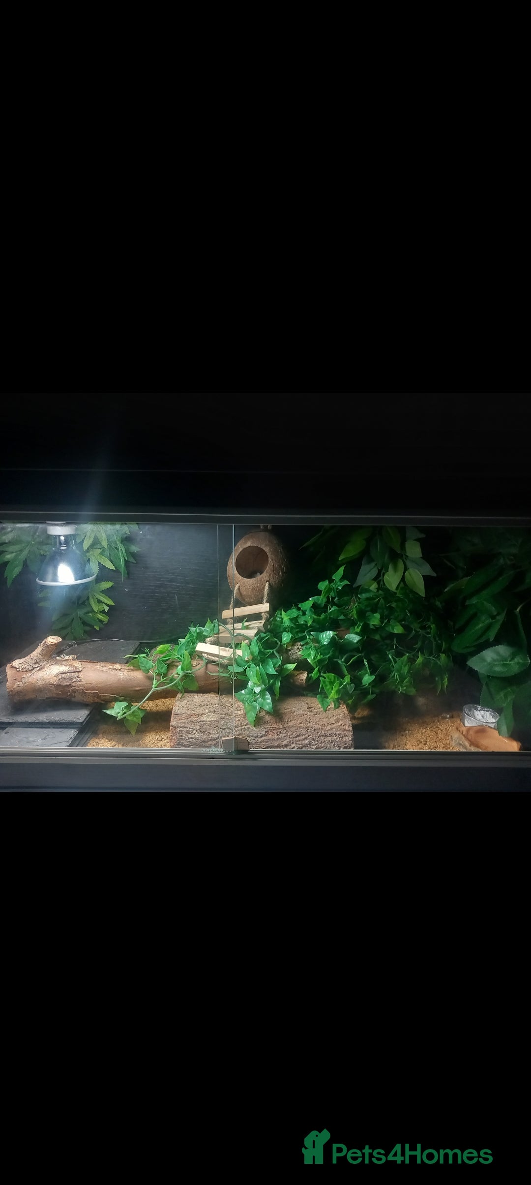 Gecko reptiles for sale: Leopard gecko  - Image 1