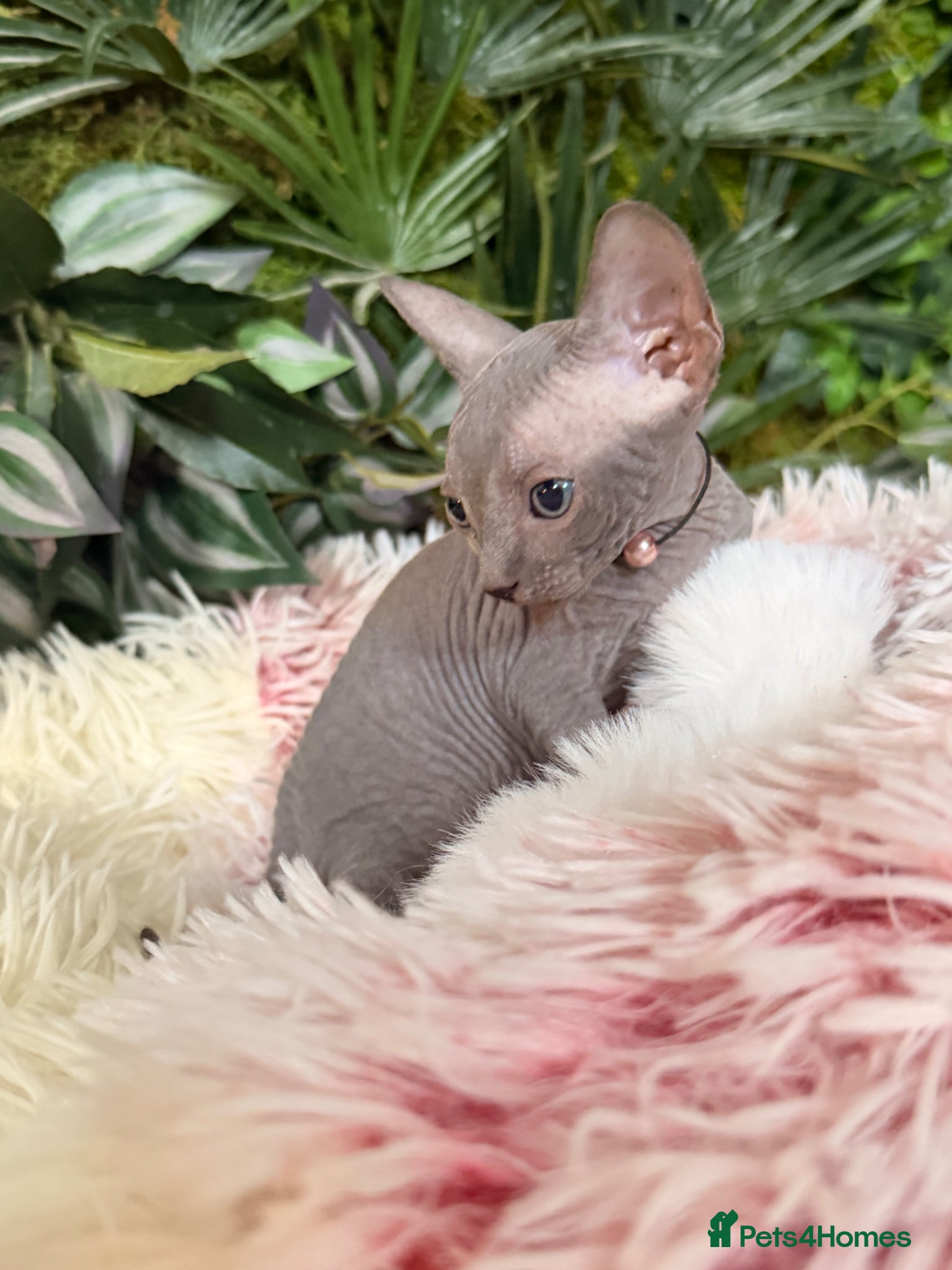 Sphynx cats for sale: 3 stunning kittens available! - Advert 4