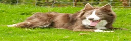 Border Collie dogs for stud: Exceptional Lilac & White DNA clear Border Collie in Saint Asaph - Advert 19