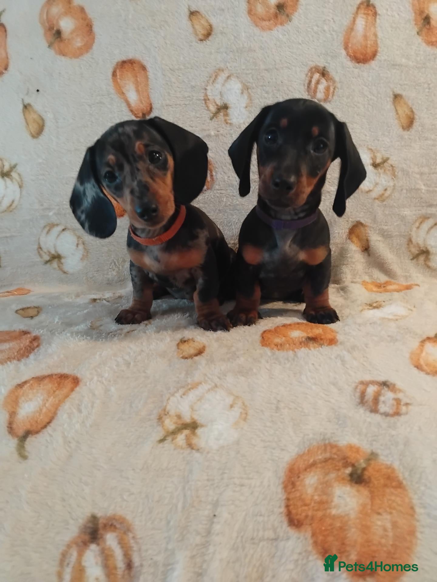 Miniature Dachshund dogs for sale: Miniat Dachshund puppy READY TO LEAVE  - Advert 23