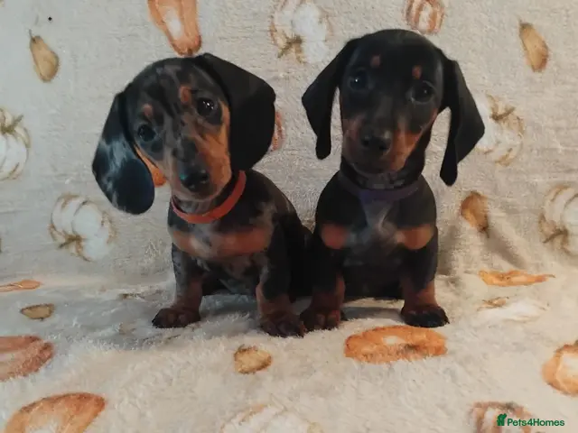 Miniature Dachshund dogs for sale: Miniat Dachshund puppy READY TO LEAVE - Advert 12