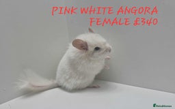 Chinchilla rodents for sale: STUNNING BABIES CHINCHILLA MIX COLOURS AND GENDER  - Image 14