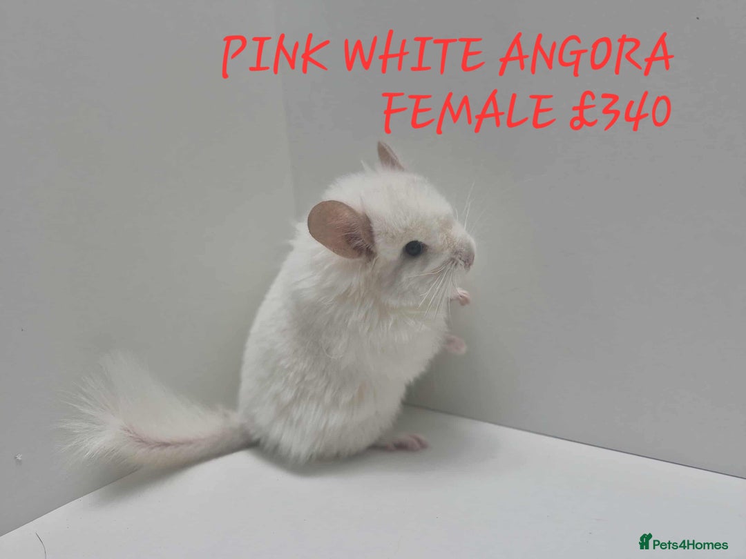 Chinchilla rodents for sale: STUNNING BABIES CHINCHILLA MIX COLOURS AND GENDER  - Image 14