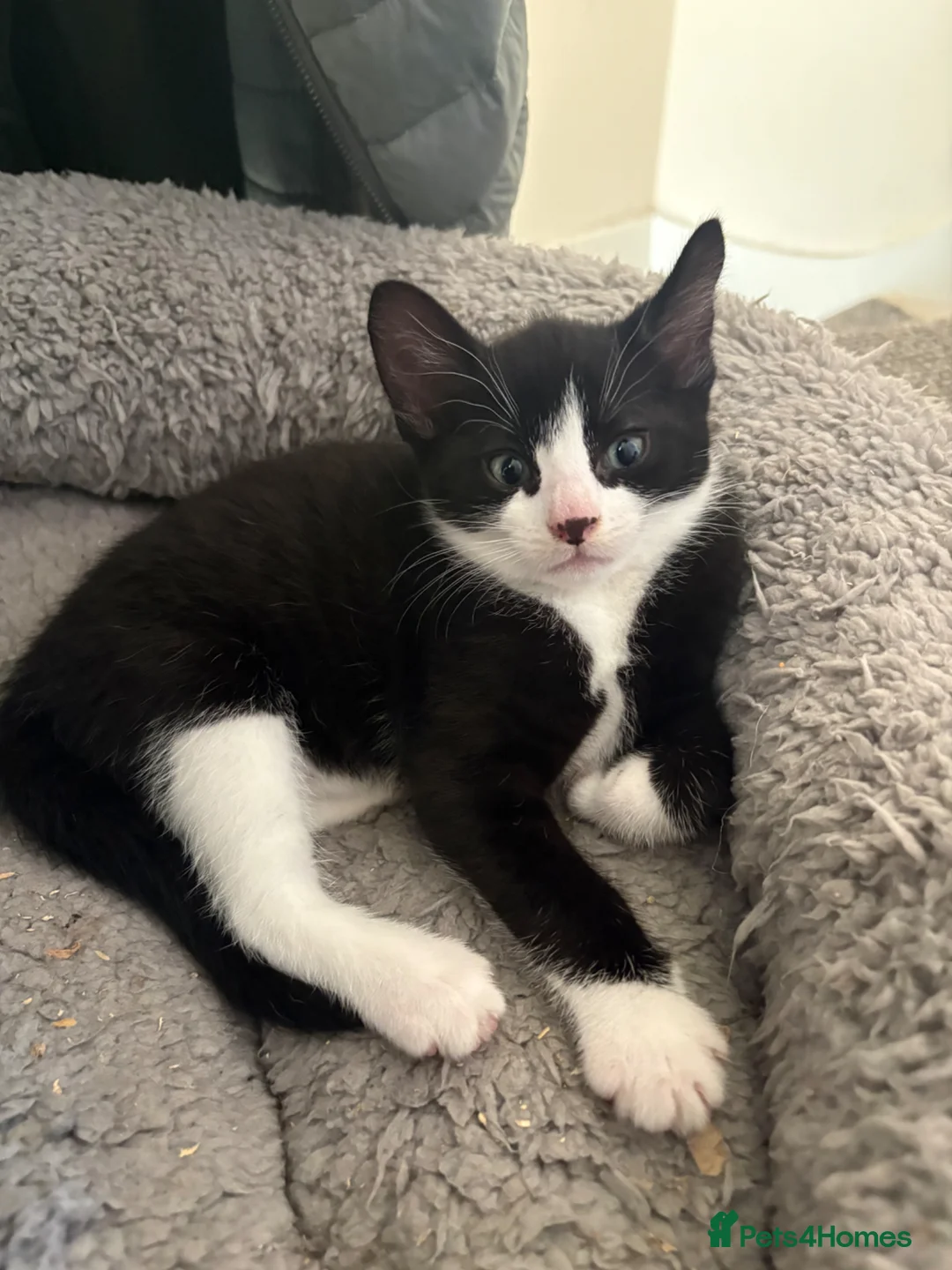 Mixed Breed cats for sale: Adorable little kitten ready to go! (White mask) - Advert 2