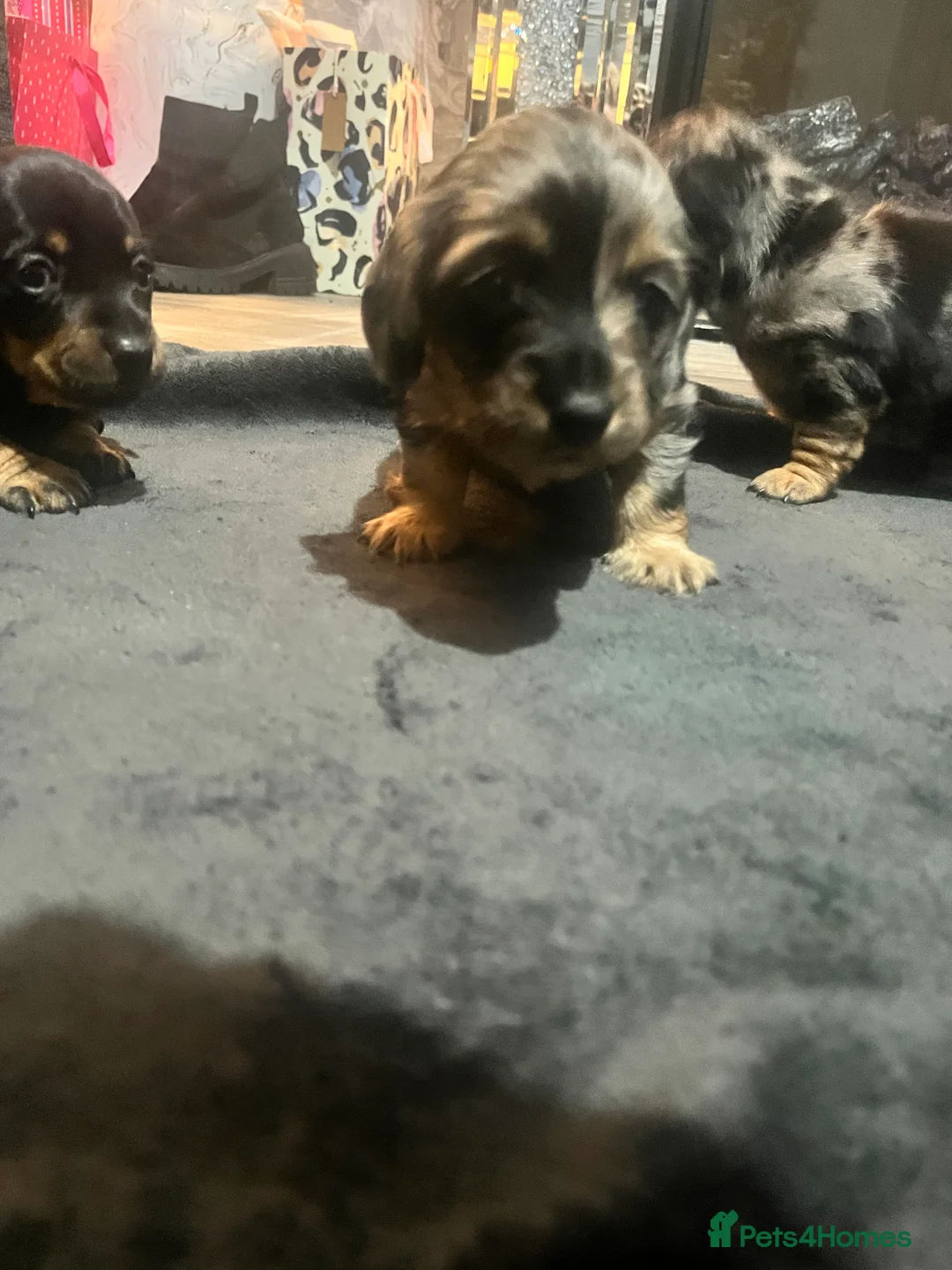 Miniature Dachshund dogs for sale: Minature Dachshunds  - Advert 3