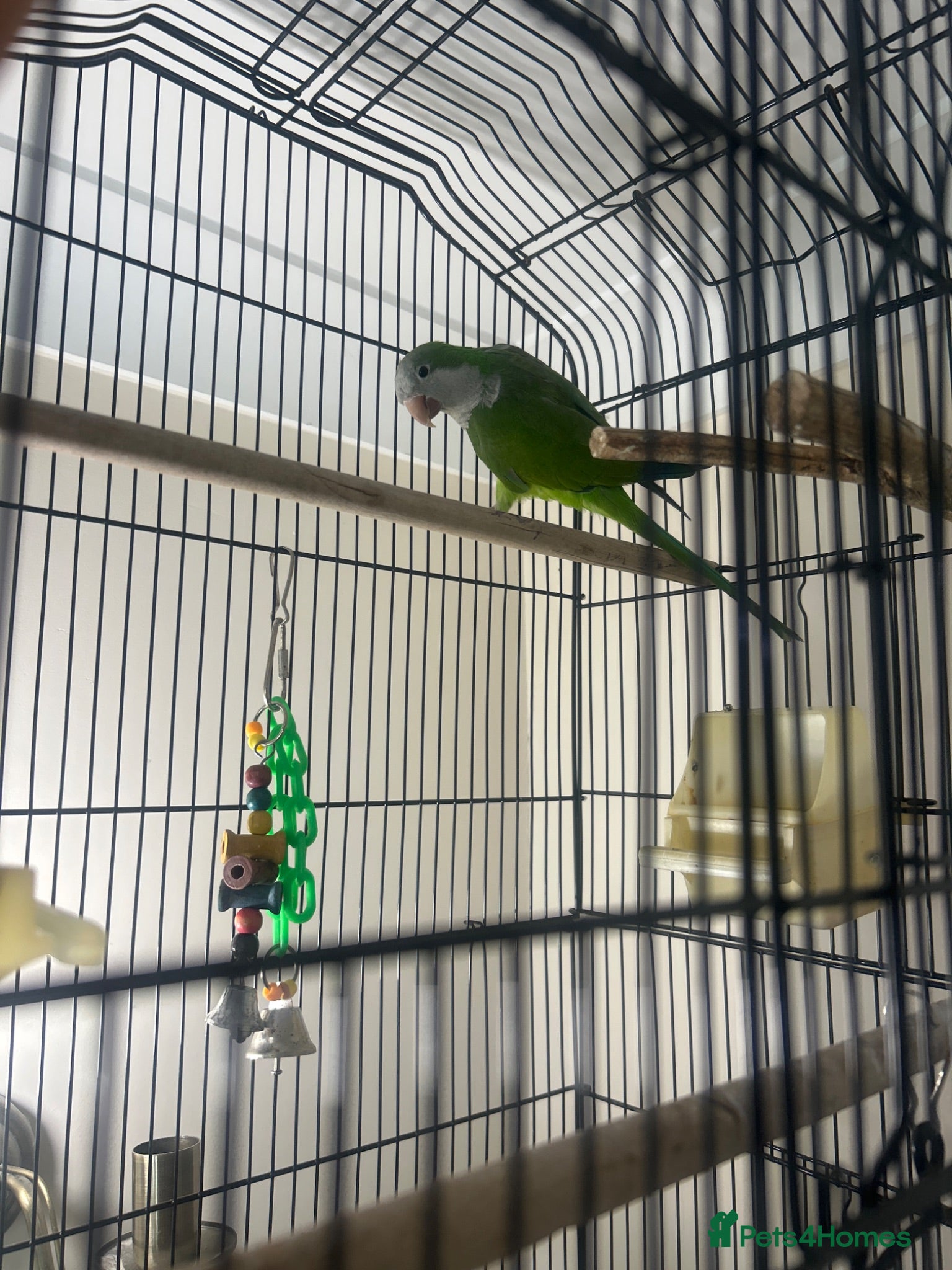 Parakeets birds 6-Month-Old Green Female Quaker Parrot - Advert 4