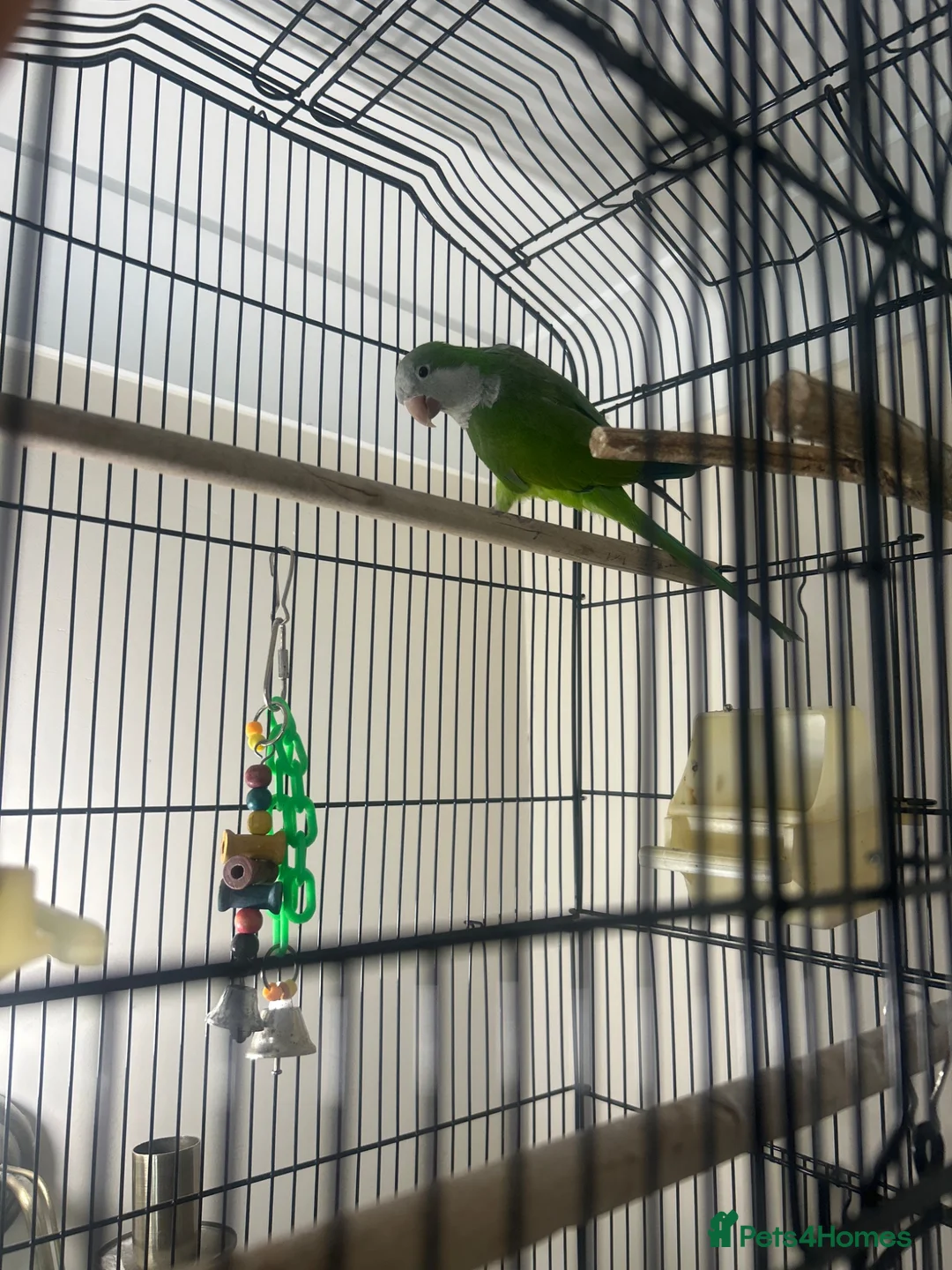 Parakeets birds for sale: 6-Month-Old Green Female Quaker Parrot in Leicester - Advert 1