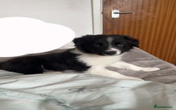 Border Collie dogs for sale: Red and white border collie/Sheepdog Pups - Image 38