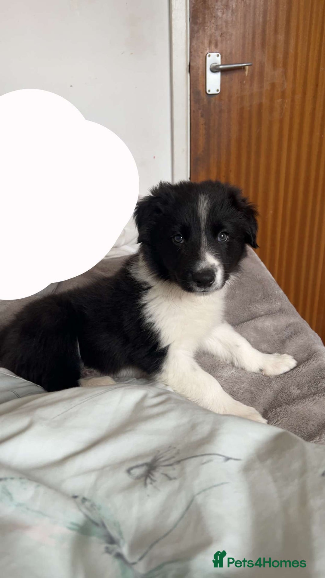 Border Collie dogs for sale: Red and white border collie/Sheepdog Pups - Image 38