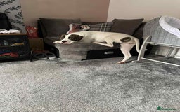 American Bulldog dogs for sale: Female American bulldog  - Image 2