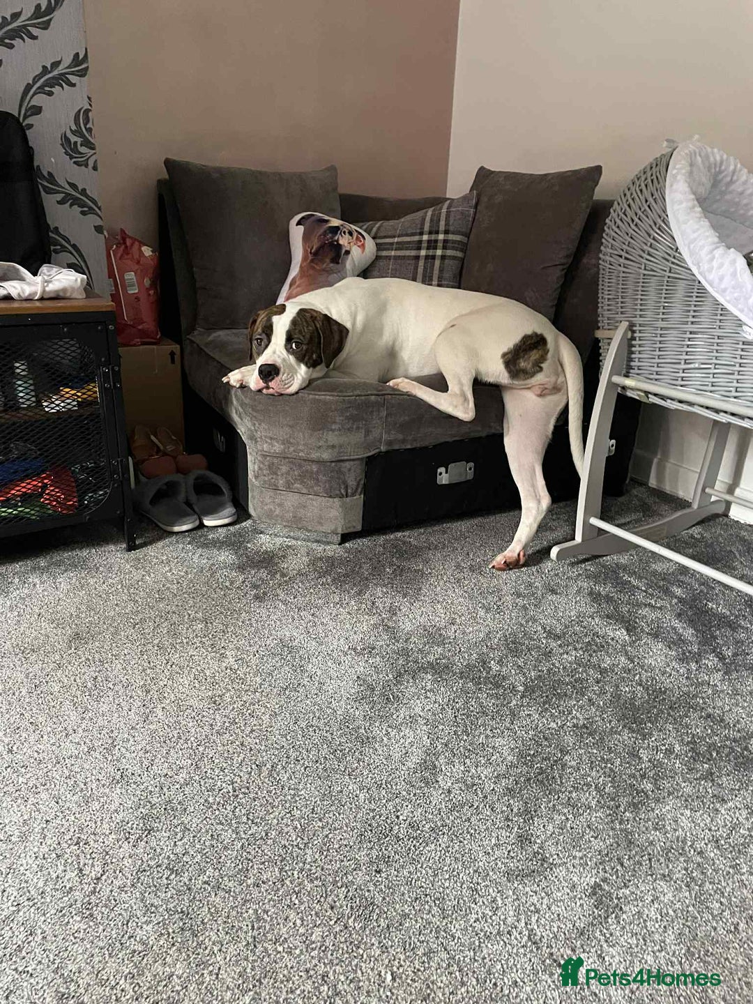 American Bulldog dogs for sale: Female American bulldog  - Image 2