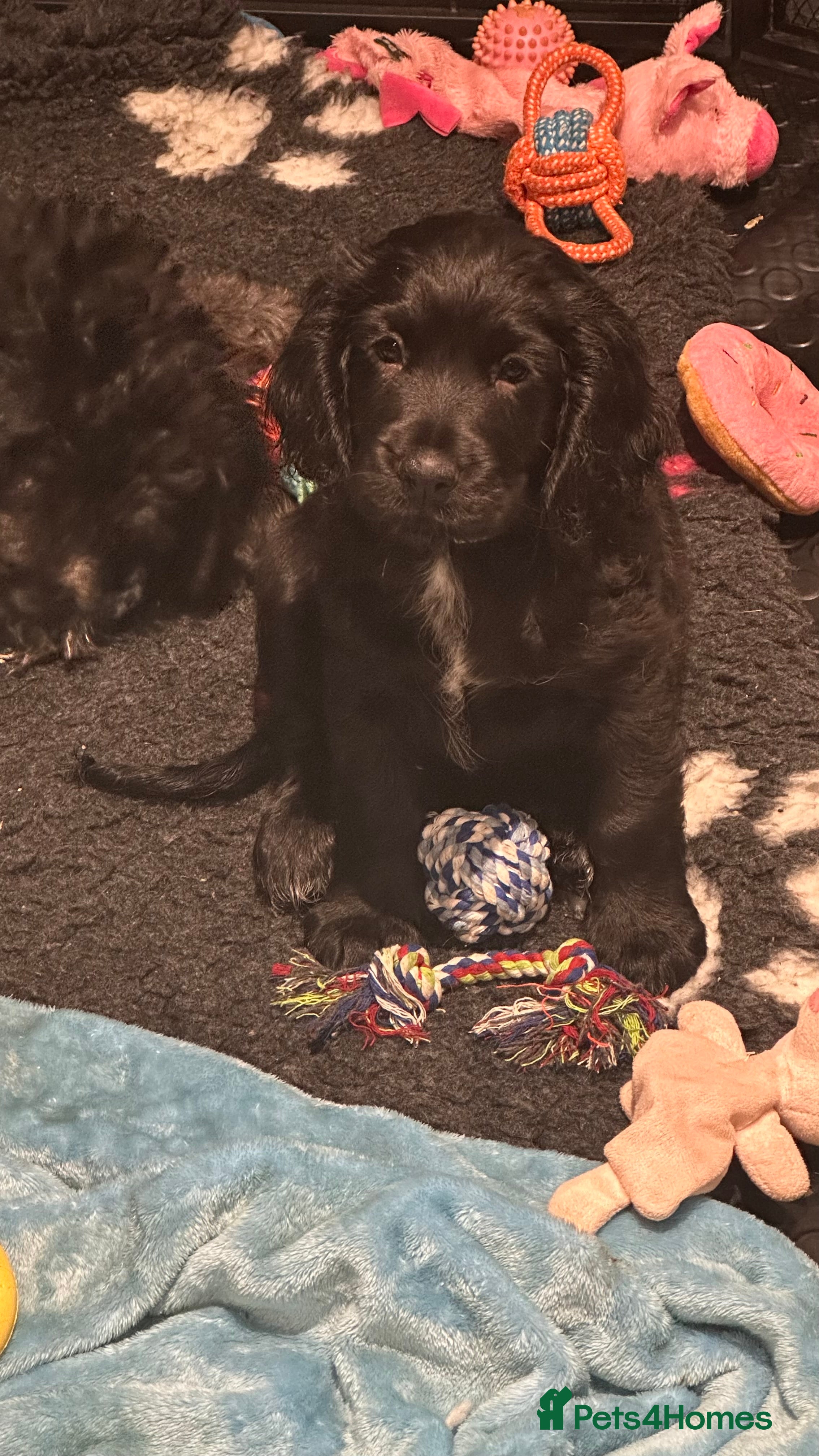 Mixed Breed dogs 🐾 Last 2 Remaining F2b Cockapoos  - Advert 6