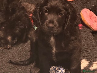 Mixed Breed dogs Adorable f2B Cockapoos - Advert 12