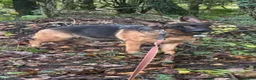 German Shepherd dogs for sale: German shepherd  - Advert 2