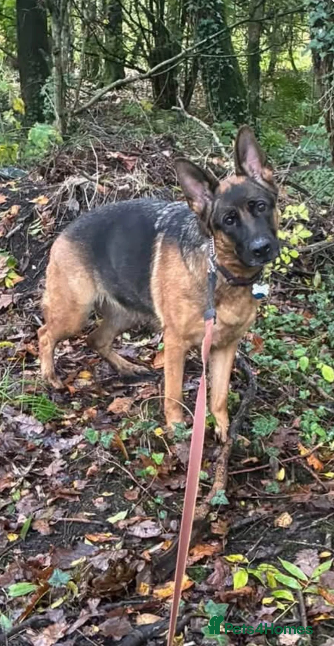 German Shepherd dogs for sale: German shepherd  - Advert 2