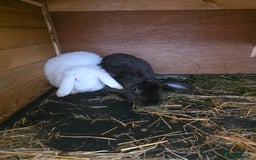 English Lop rabbits for sale: Rabbit  - Image 3