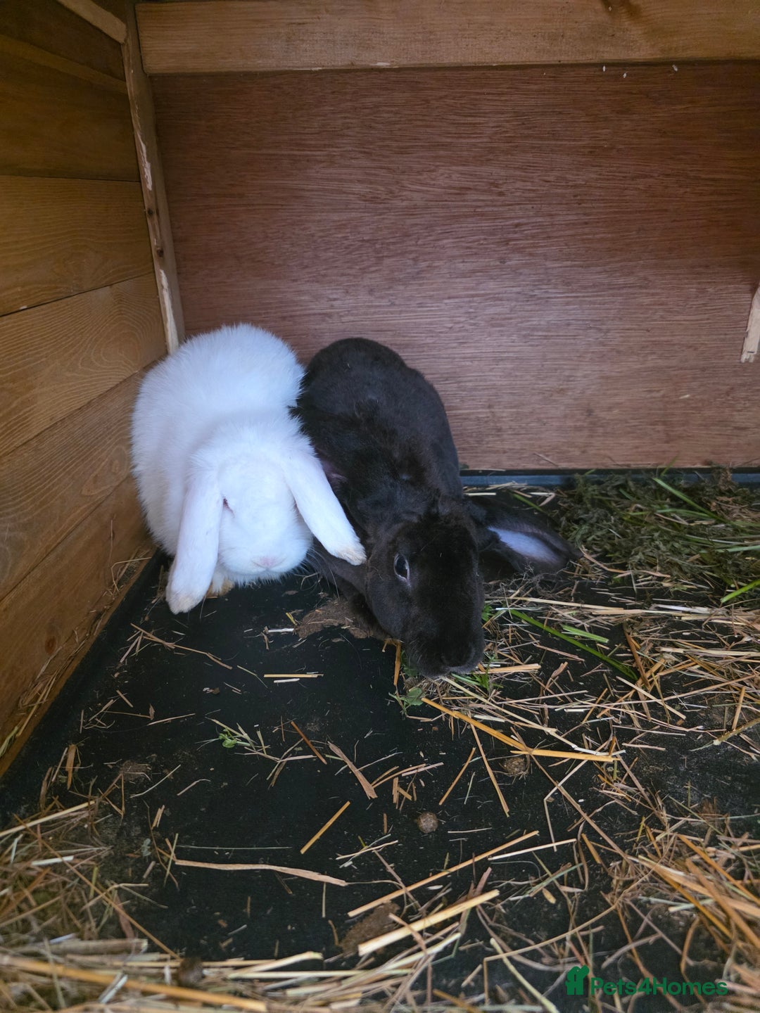 English Lop rabbits for sale: Rabbit  - Image 3
