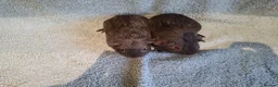 Guinea Pig rodents for sale: Two Dark Gray Pet Boars with ruby eyes - Advert 3