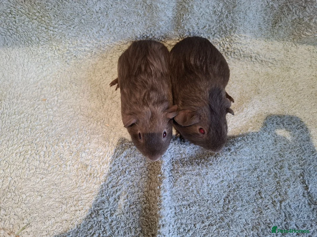 Guinea Pig rodents for sale: Two Dark Gray Pet Boars with ruby eyes - Advert 3