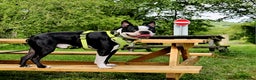 Boston Terrier dogs for stud: KC Reg Boston Terrier for Stud - Advert 2