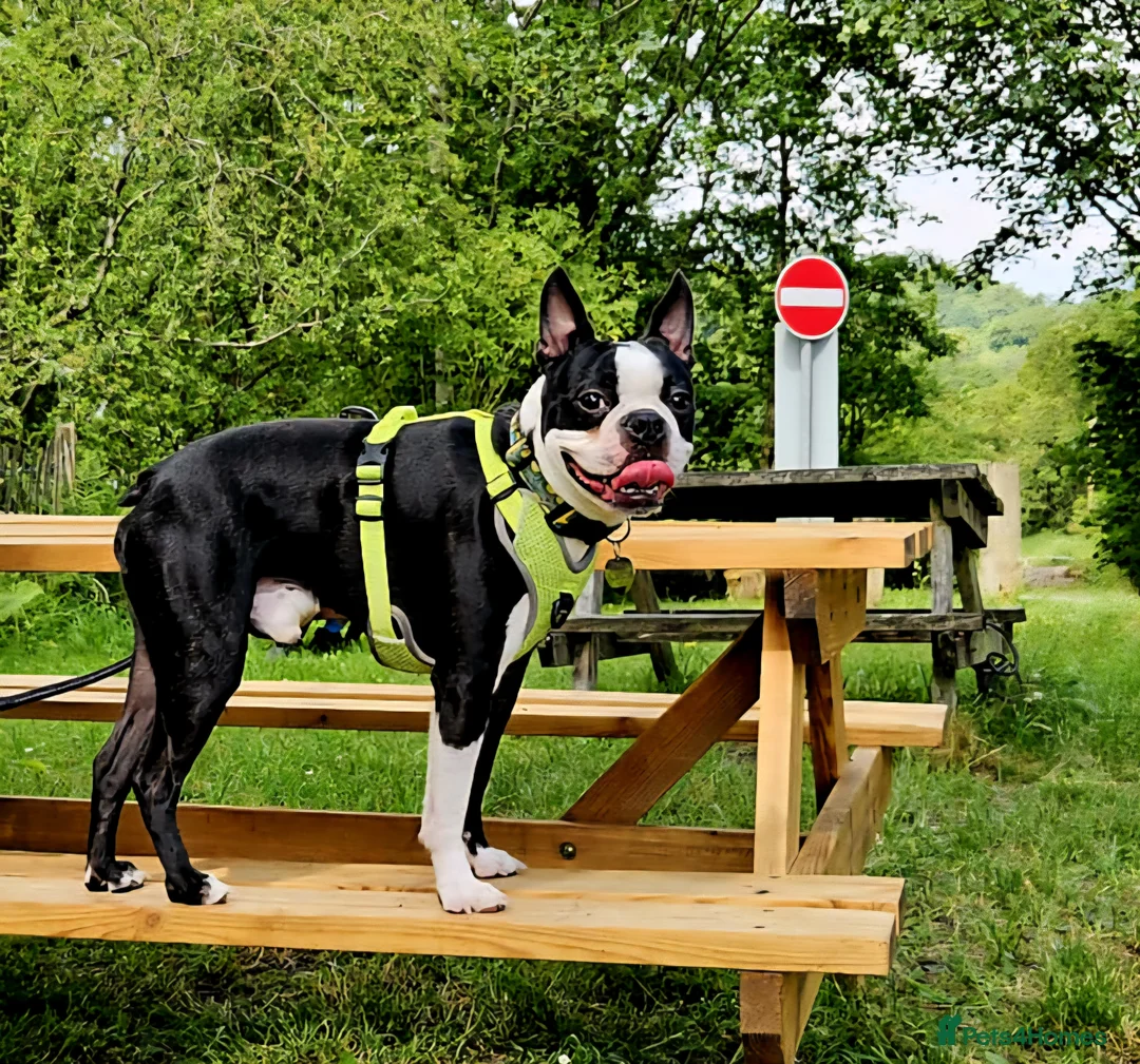 Boston Terrier dogs for stud: Proven KC Reg Boston Terrier for Stud - Advert 4