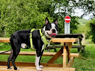 Boston Terrier dogs Proven KC Reg Boston Terrier for Stud - Advert 7