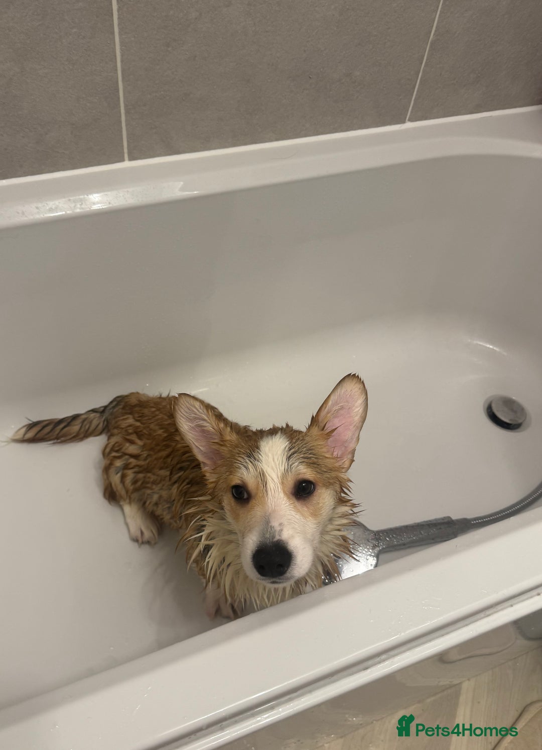 Welsh Corgi Pembroke dogs for sale: Welsh Pembroke Corgi - Advert 3