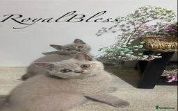 British Shorthair cats for sale: 👑ROYALBLESS STUNNING LILAC BRITISH SHORTHAIR  - Image 18