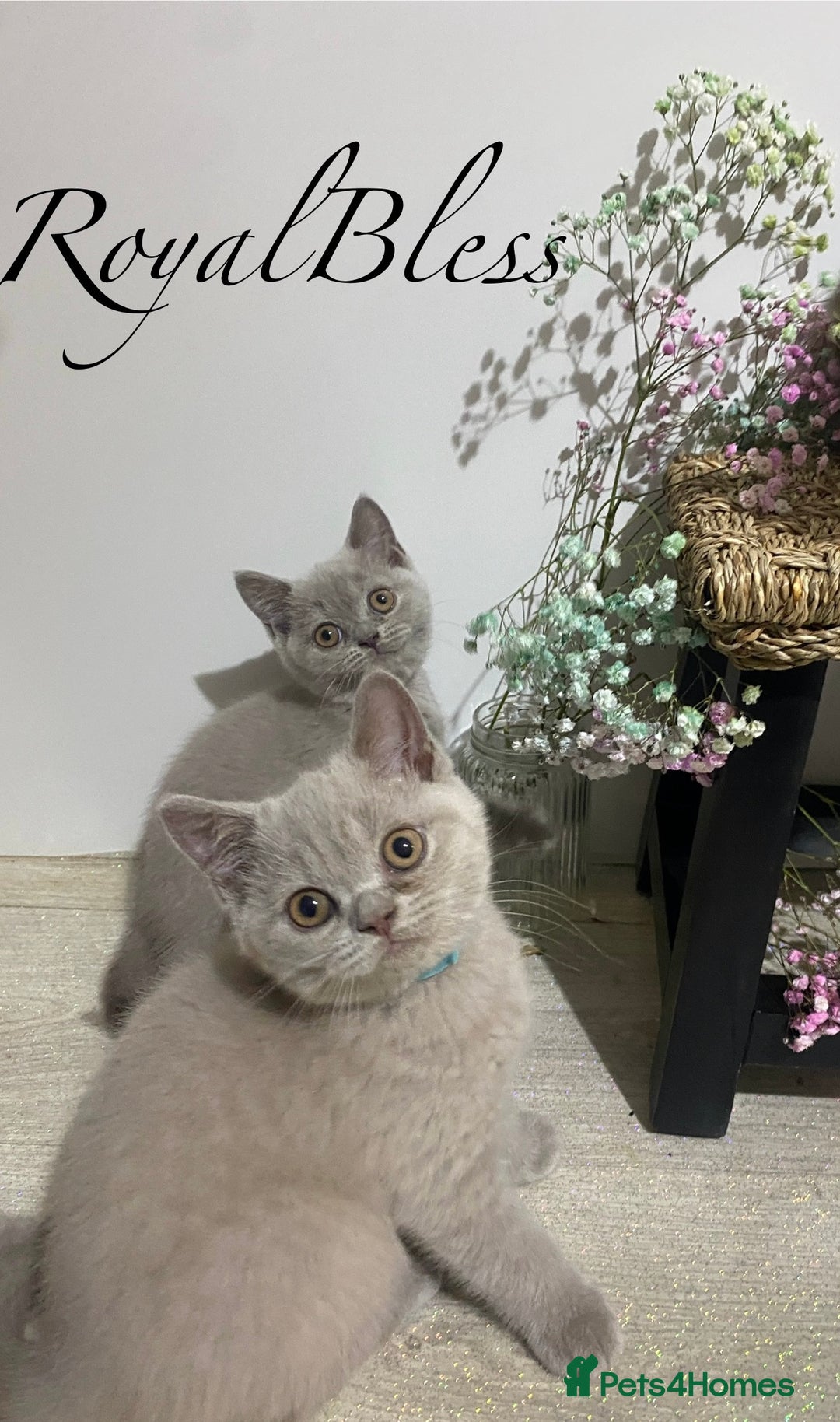 British Shorthair cats for sale: 👑ROYALBLESS STUNNING LILAC BRITISH SHORTHAIR  - Image 18