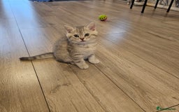 Scottish Fold cats for sale: 2 Adorable Scottish fold kittens left  - Advert 25