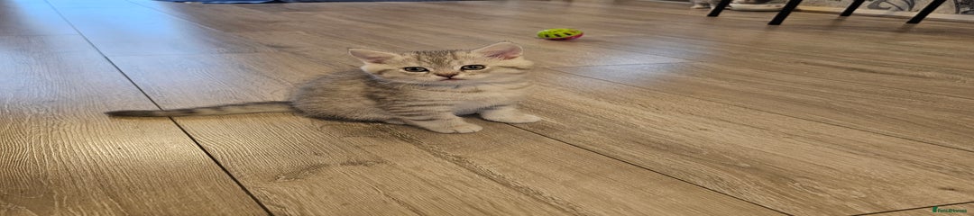 Scottish Fold Kitten 5