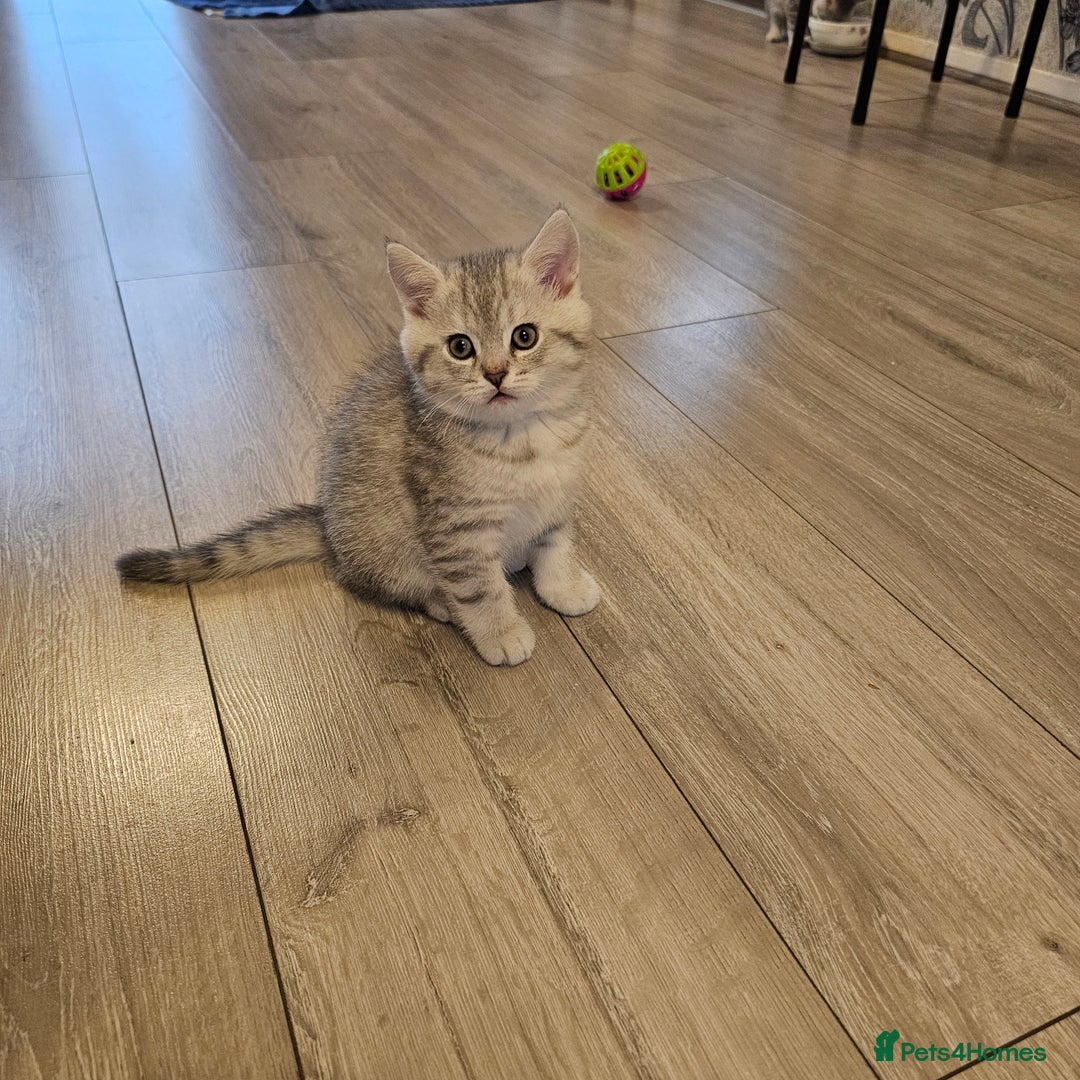 Scottish Fold cats for sale: 2 Adorable Scottish fold kittens left  - Advert 25