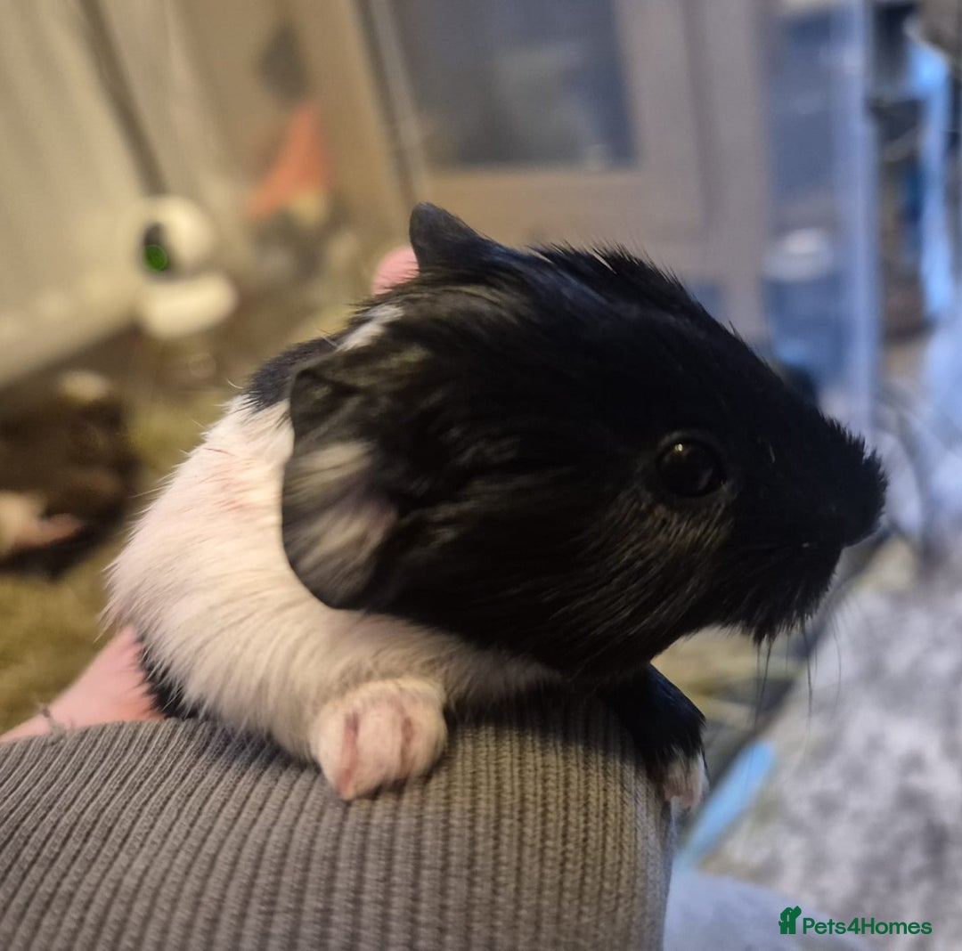 Guinea Pig rodents for sale: Guinea pigs for Sale ! - Advert 12