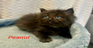 Persian cats - Advert 2
