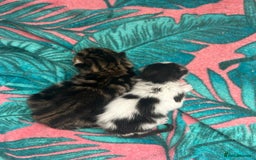 Mixed Breed cats for sale: Two mixed kittens  - Image 5