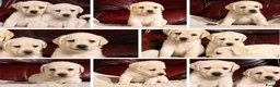 Labrador Retriever dogs for sale: KC REG HEALTH TESTED LABRADOR PUPPYS QUALITY LINES - Advert 3