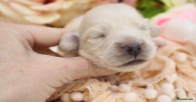 Miniature Dachshund dogs - Advert 9