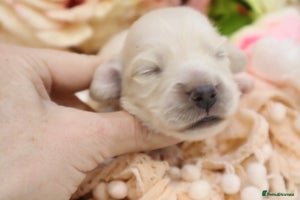 Miniature Dachshund dogs - Advert 9