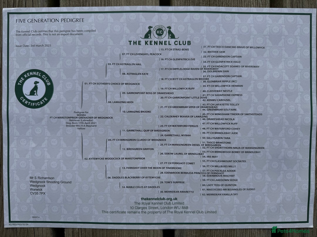 Labrador Retriever dogs for stud: FFTCh Marstonprior Grenadier of Wedgnock (Cider) - Advert 3