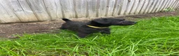 Patterdale Terrier dogs for sale: Patterdale pups for sale in Barry - Advert 5