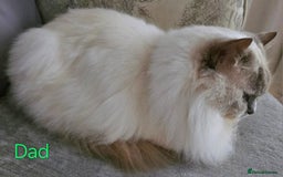 Ragdoll cats for sale: GCCF Registered Pedigree Lilac Point Ragdolls in Dundee - Image 11