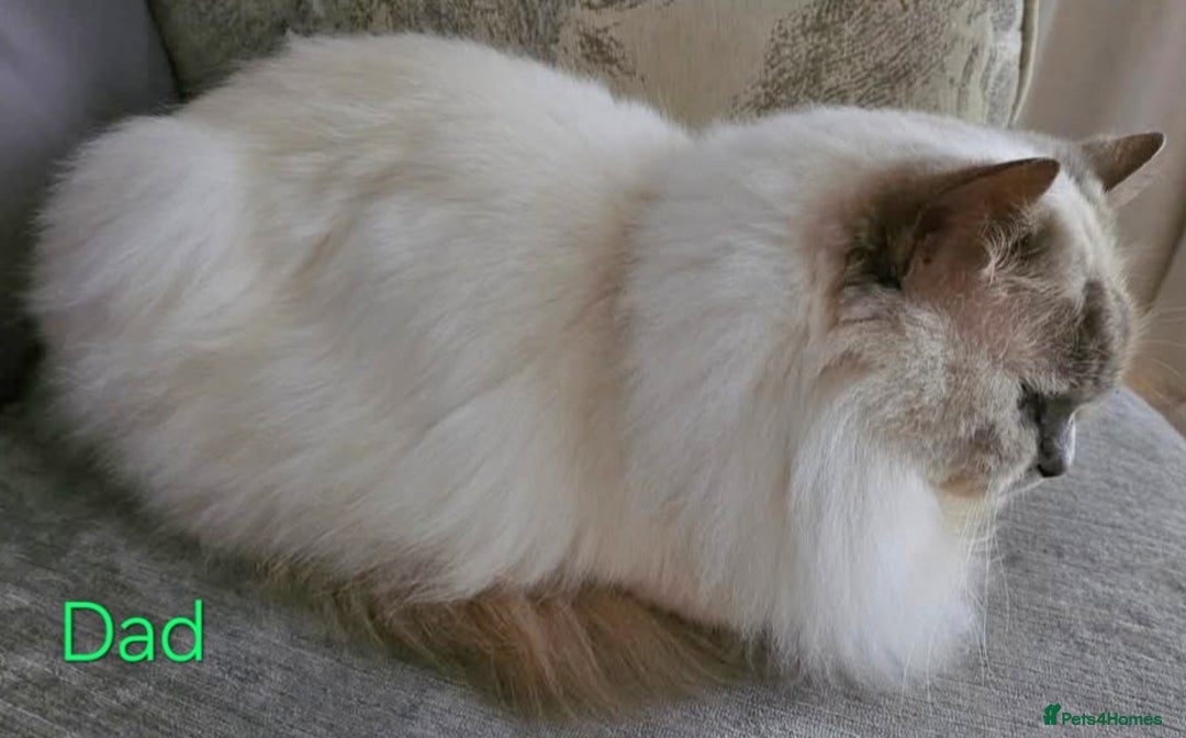 Ragdoll cats for sale: GCCF Registered Pedigree Lilac Point Ragdolls in Dundee - Image 11