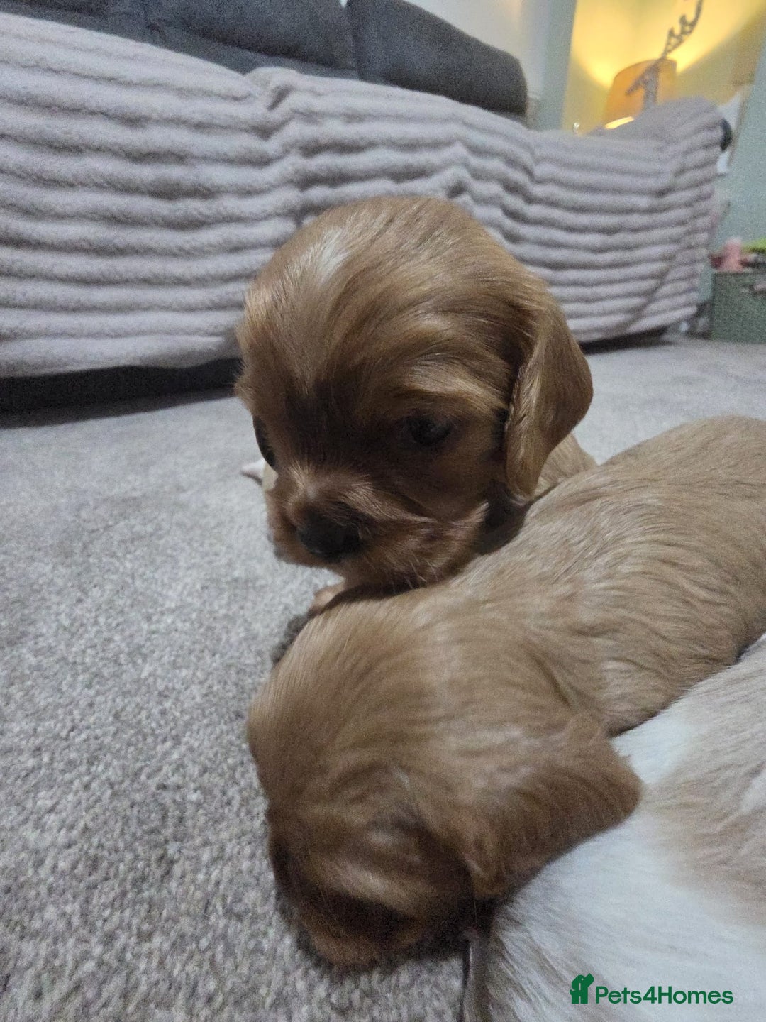 Cavalier King Charles Spaniel dogs for sale: Cavalier king charles puppies  - Advert 16