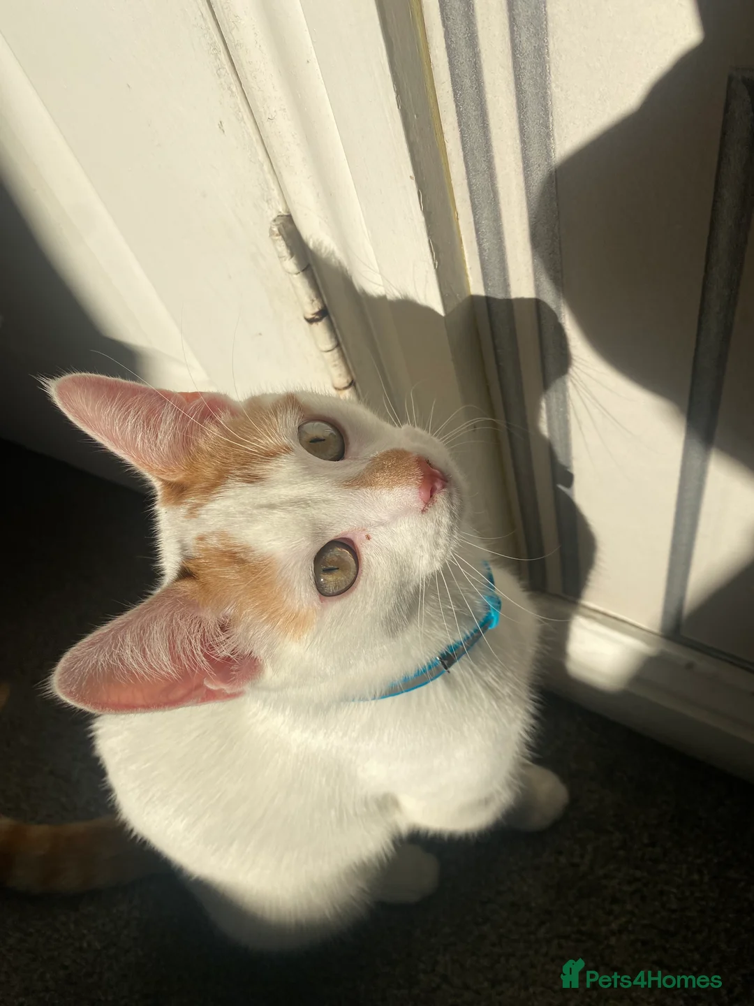 Turkish Van cats for sale: Simba Turkish Van Cat  in Birmingham - Advert 3