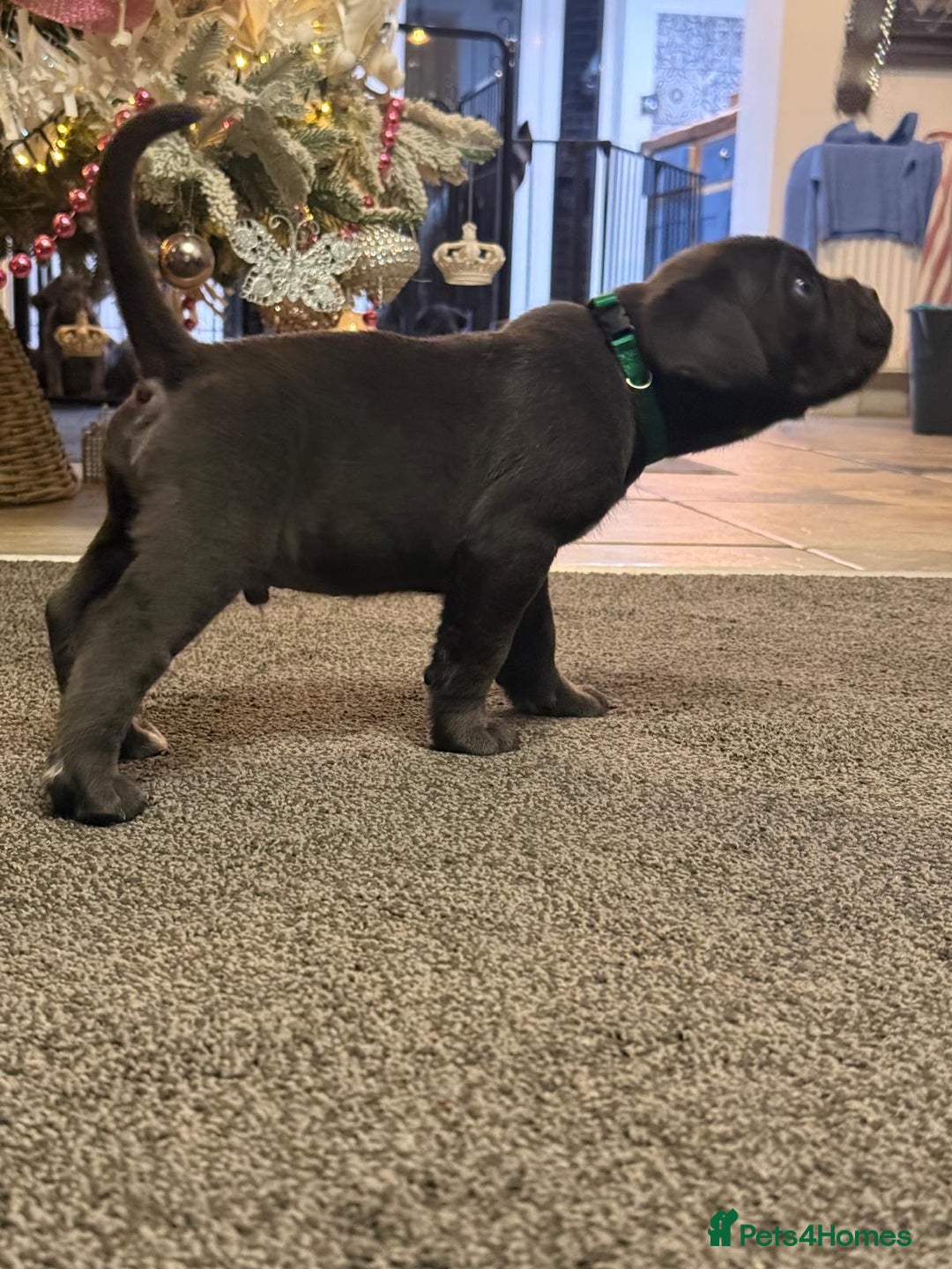 Cane Corso dogs for sale: Exceptional Quality Full Pedigree  - Advert 3