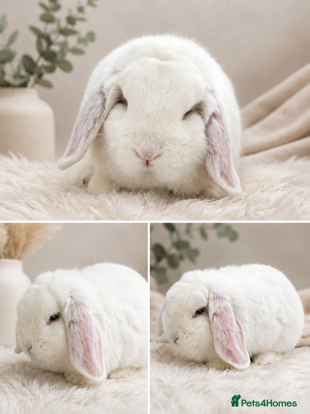 Dwarf Lop rabbits Dwarf lop boy - available now - Advert 1