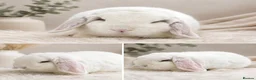 Dwarf Lop rabbits for sale: Dwarf lop boy - available now - Advert 1