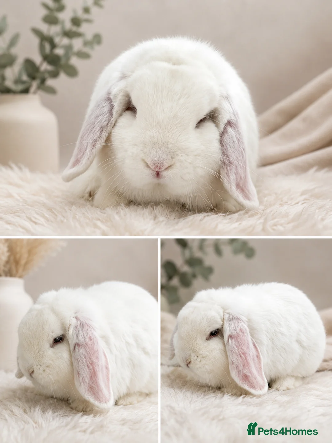 Dwarf Lop rabbits for sale: Dwarf lop boy - available now - Advert 1