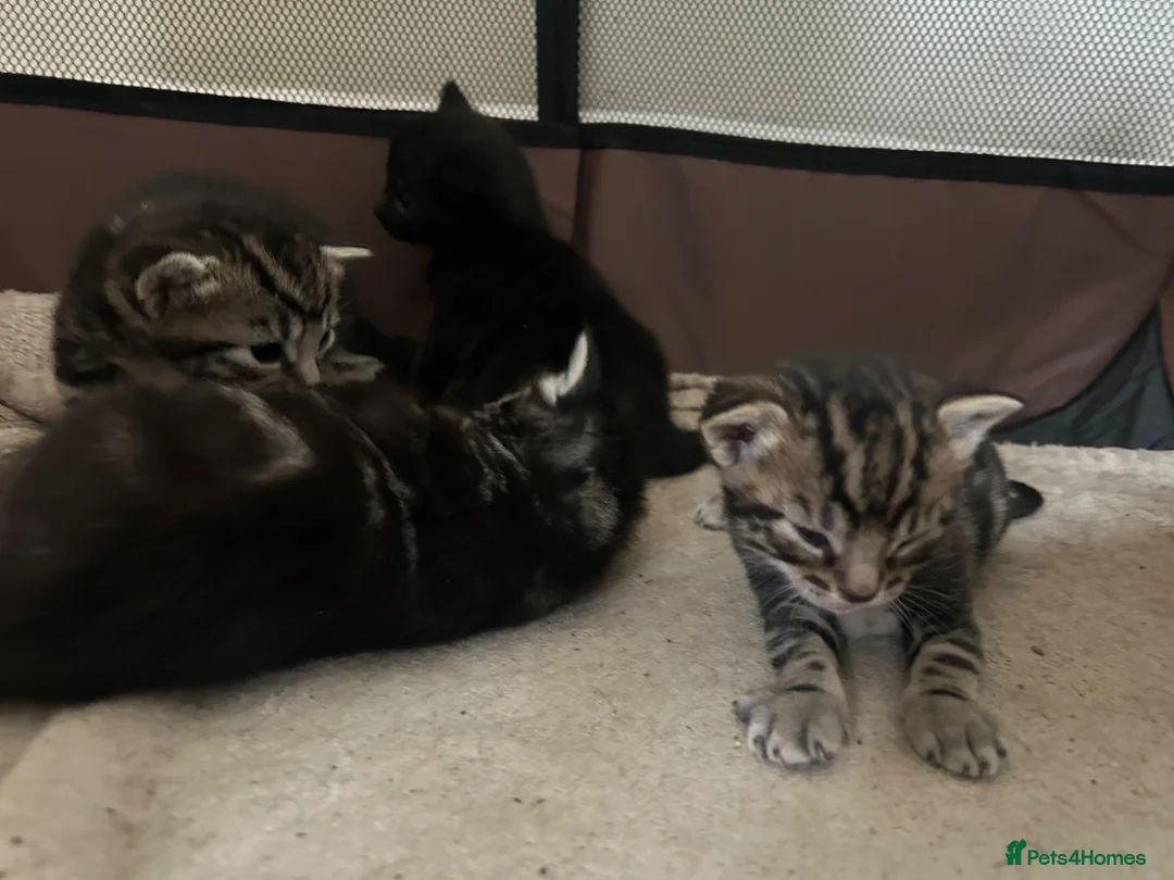 Mixed Breed cats for sale: Tabby kittens  - Advert 8